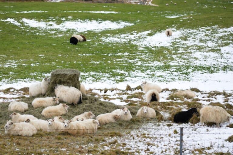 Icelandic sheep next to some hay