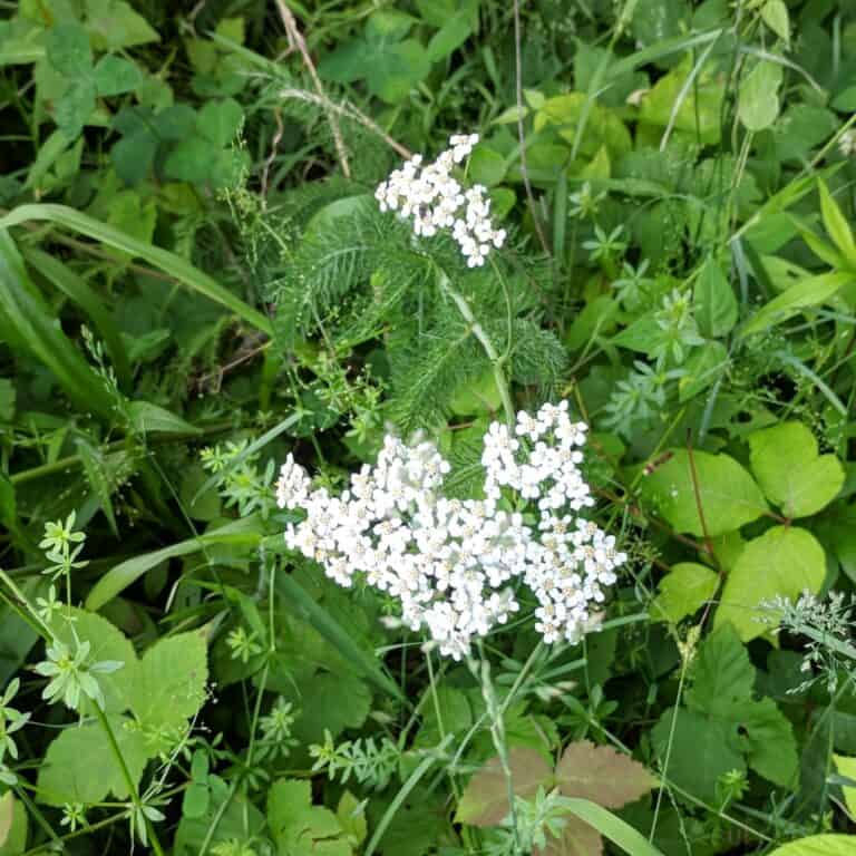 Young Yarrow Plant With Blooming Flowers