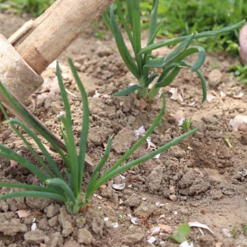 adding crushed eggshells to onion plants in the garden