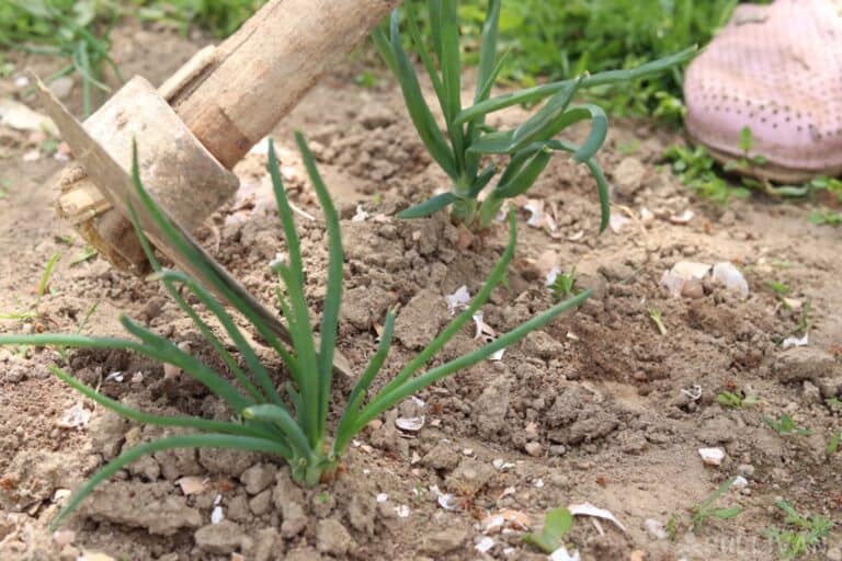 adding crushed eggshells to onion plants in the garden