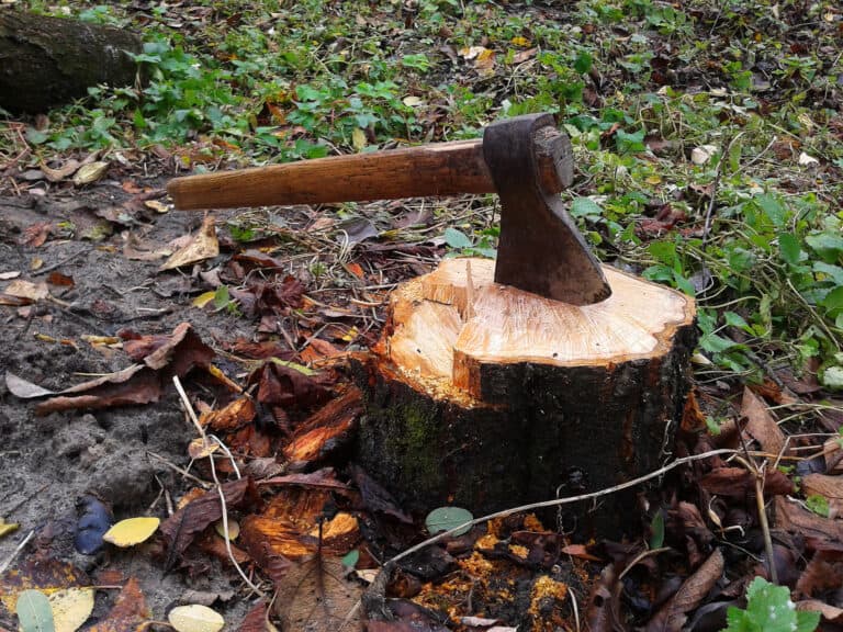 an axe in tree stump