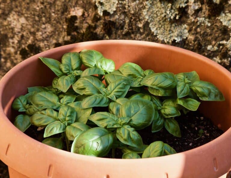 basil plant in terracotta pot