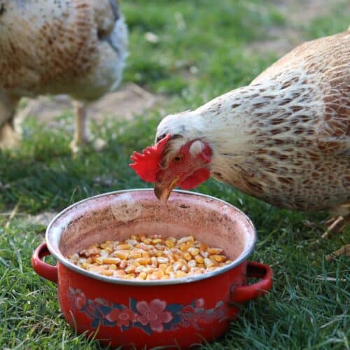 a chicken eating corn