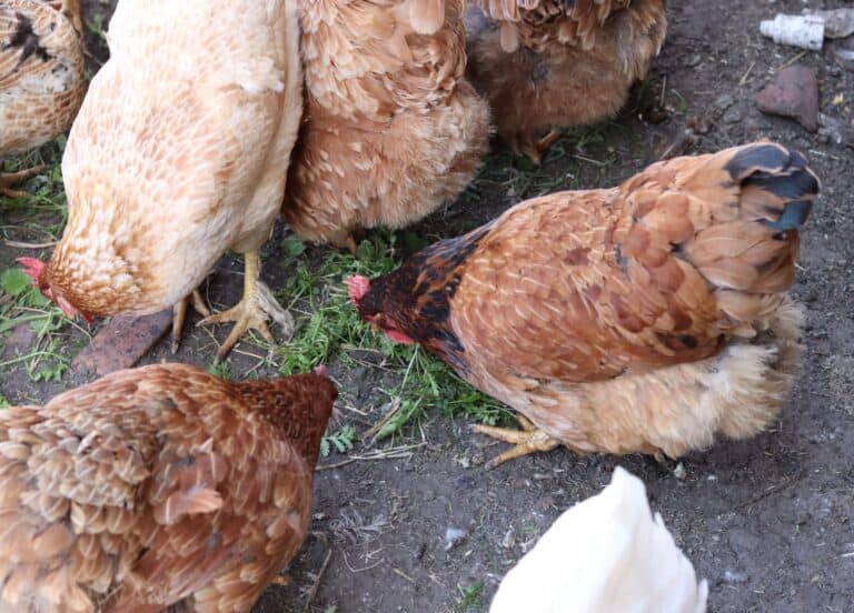 chickens eating grass clippings