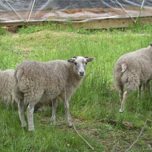 four white Icelandic sheep