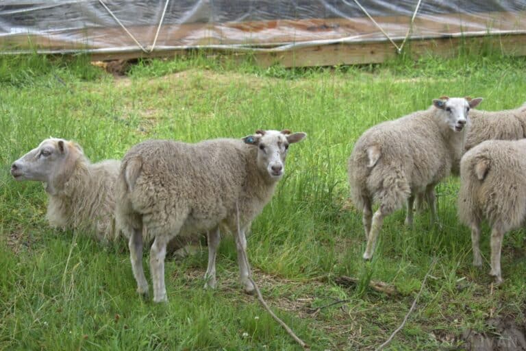 four white Icelandic sheep