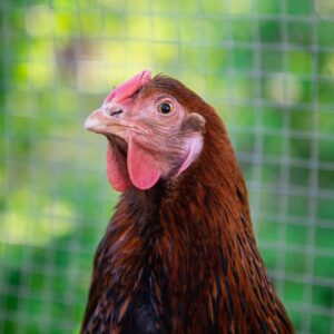 hen close-up with chicken wire in background
