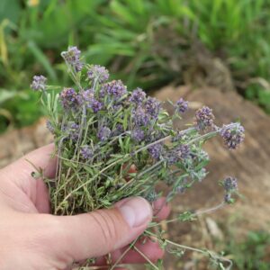 holding harvested thyme plants in hand