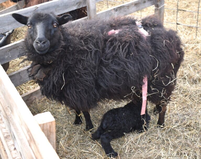 Icelandic ewe with harness on for prolapse