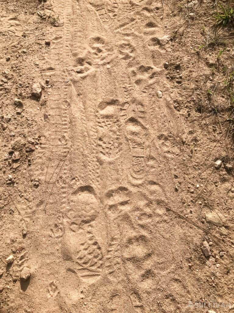 several human and animal tracks in sandy soil