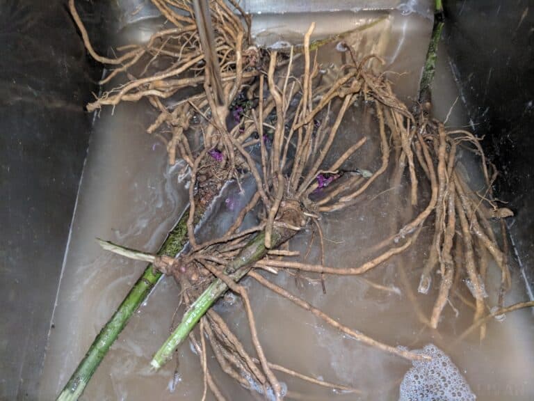 washing ironweed roots in kitchen sink