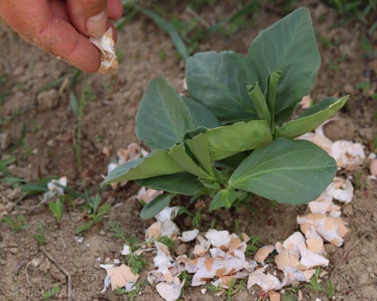 young bean plant with crushed eggshell around it