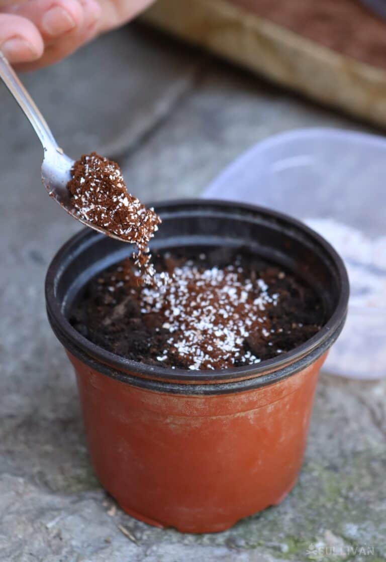 adding-coffee-grounds-mixed-with-eggshell-to-potting-soil