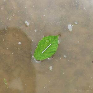 magnetized needle on leaf on puddle of water showing North
