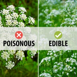 poisonous hemlock and edible cow parsley