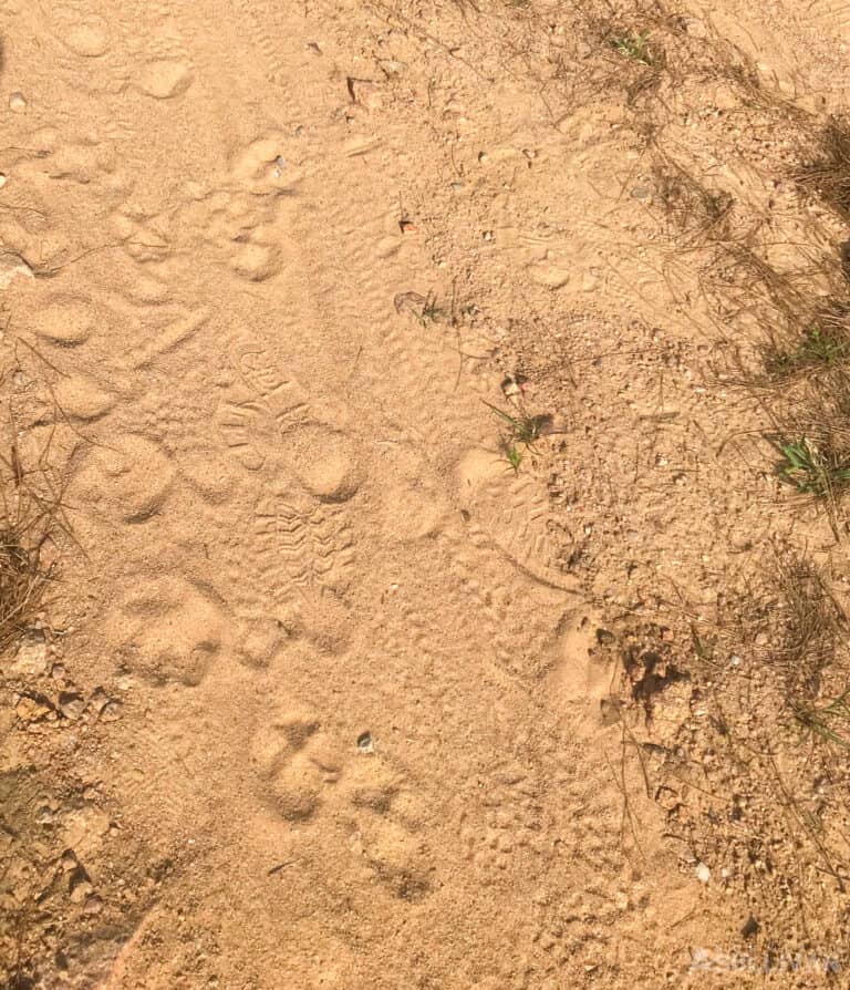 tracking dog prints in sandy area