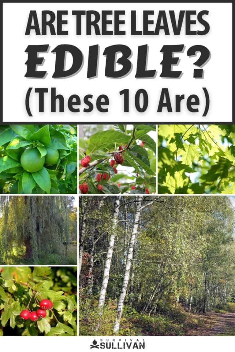 are tree leaves edible pinterest