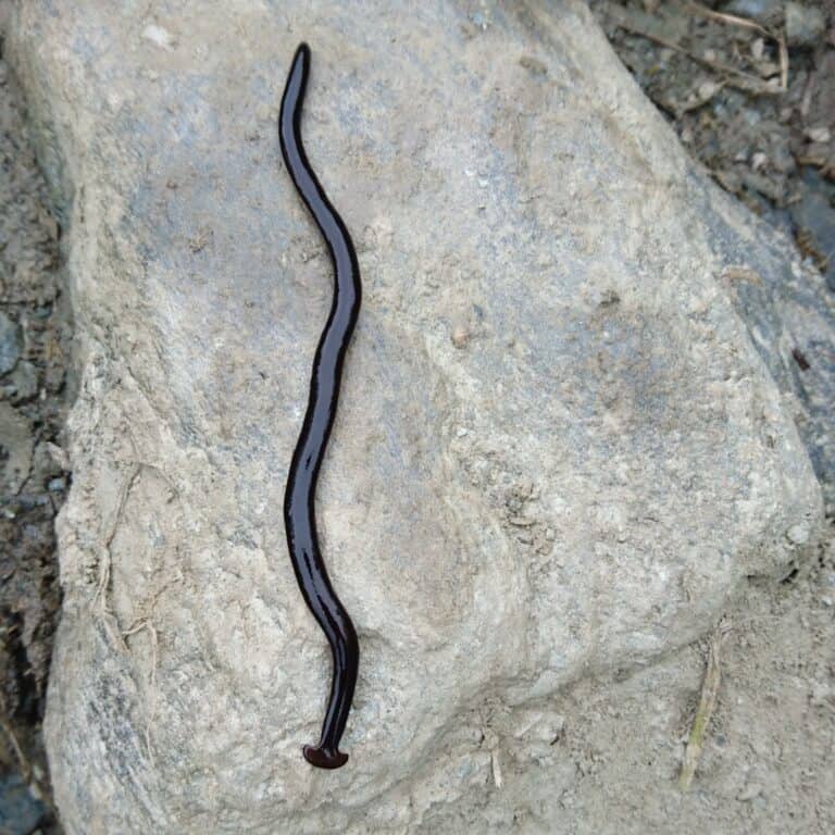 hammerhead worm on a rock