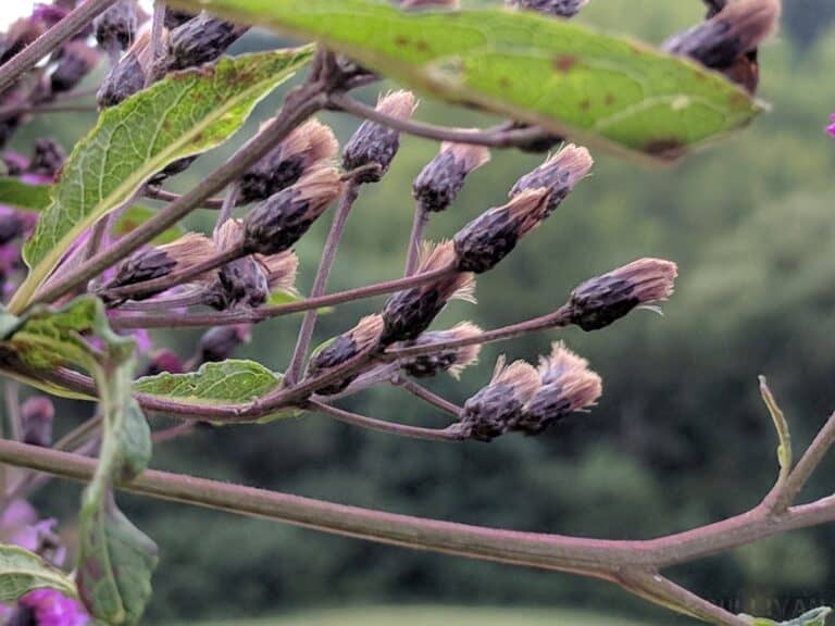 ironweed petals and seeds