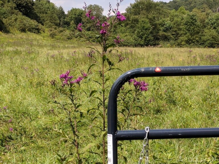 ironweed plant next to fence