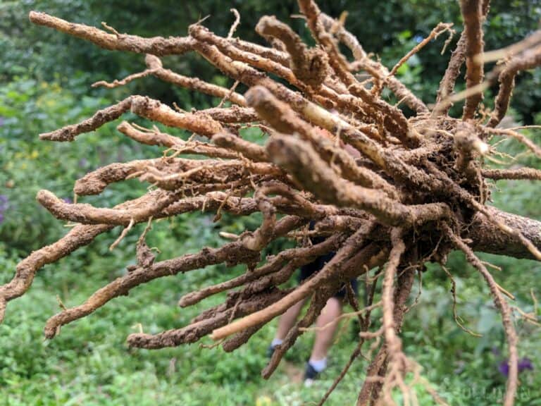 ironweed root