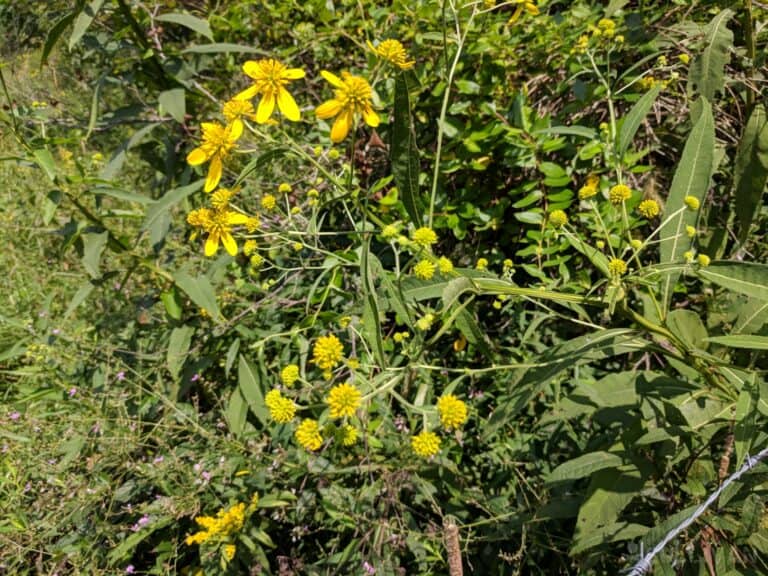 yellow ironweed flowers