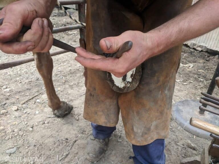 Amish farrier clearing a horse hoof