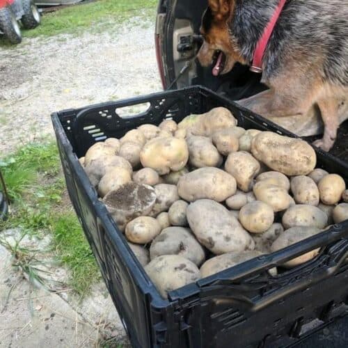 harvested potatoes in plastic crate