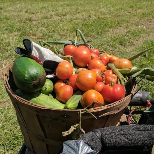 harvested tomatoes-and other veggies in basket