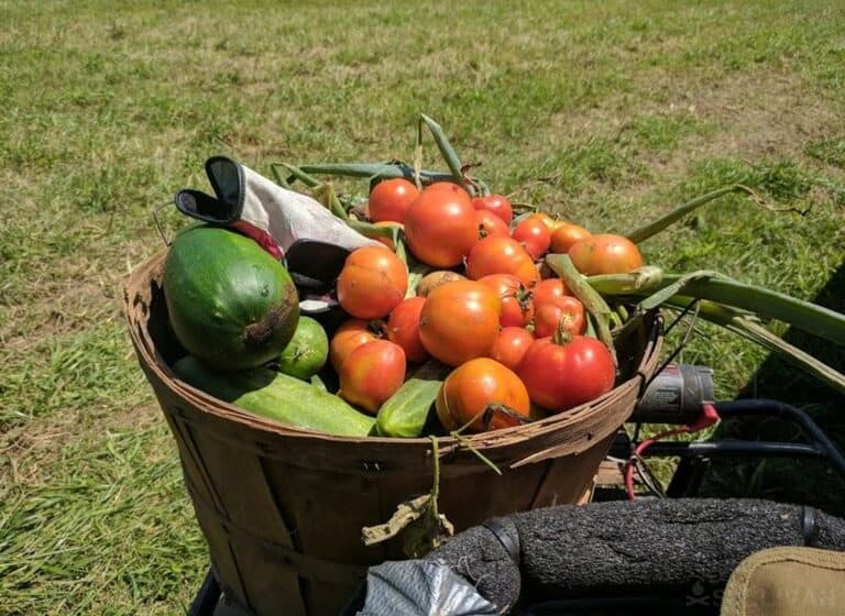 harvested tomatoes-and other veggies in basket