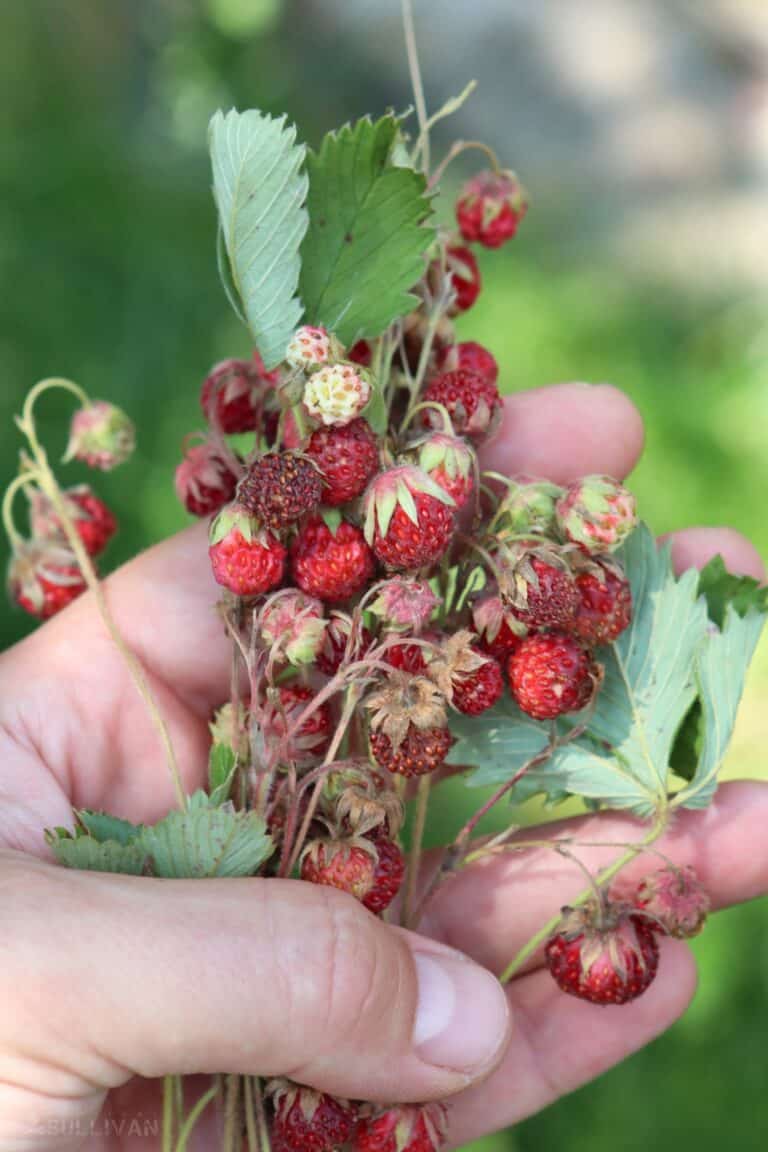 harvested wild strawberries on plant