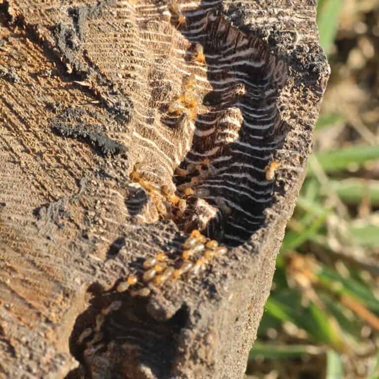 termites inside log