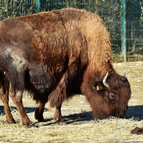 a bison