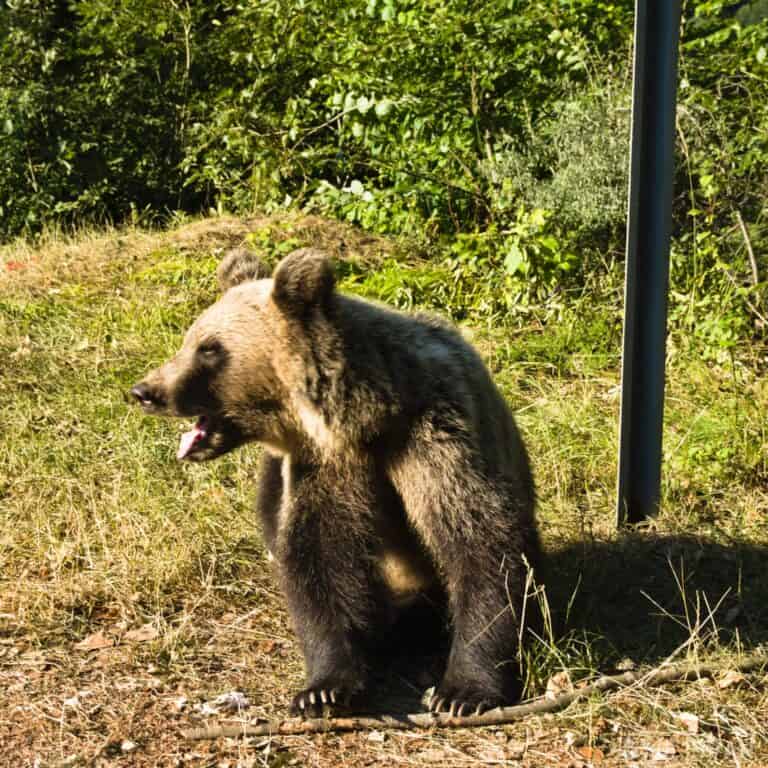 a brown bear on the side of the road