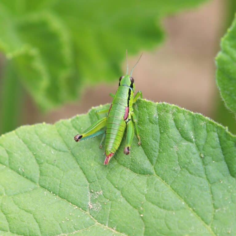 a grasshopper