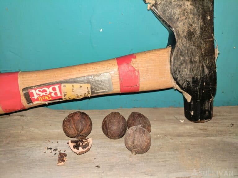 cracking open hickory nuts with a hammer