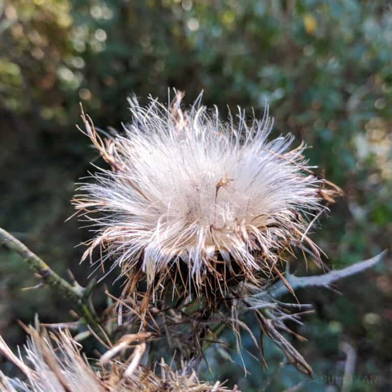 died out milk thistle