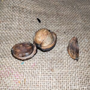 a foraged hickory nut cracked open