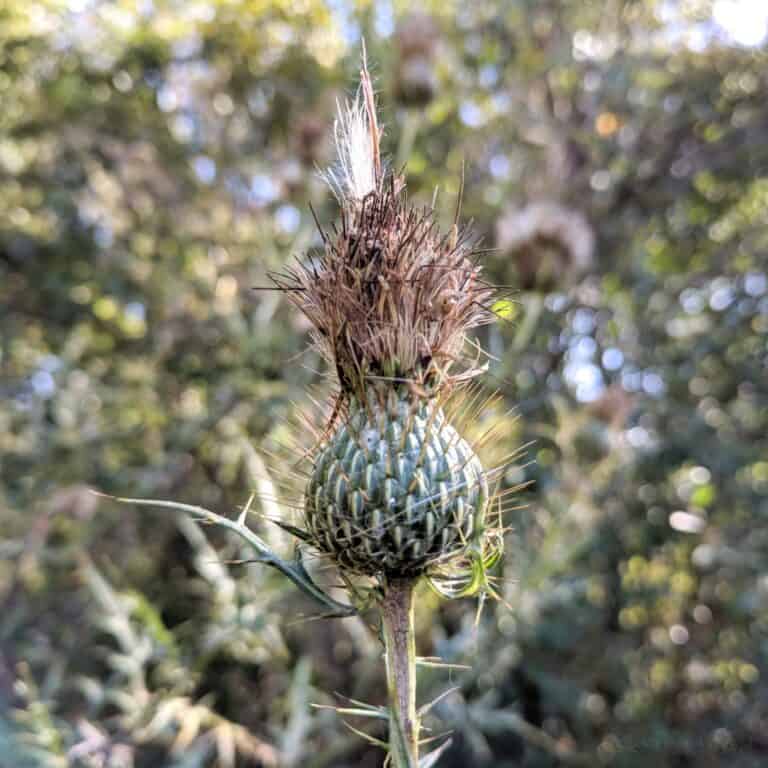 milk thistle cone dying off