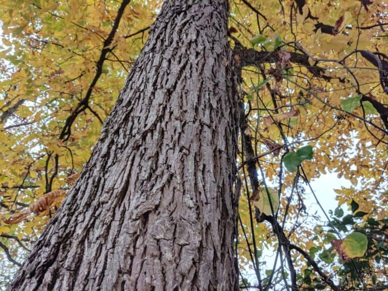red hickory tree trunk