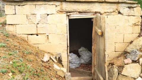 root cellar with lots of potatoes stored inside