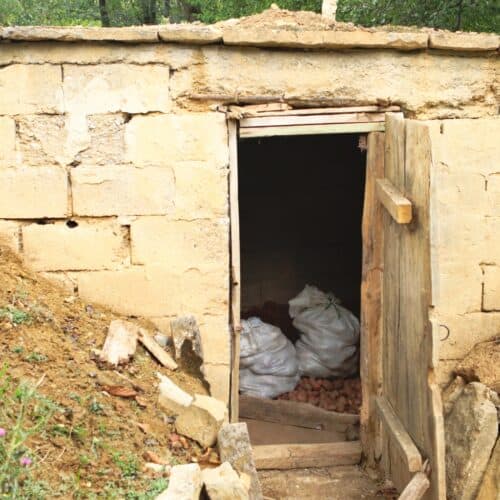 root cellar with lots of potatoes stored inside