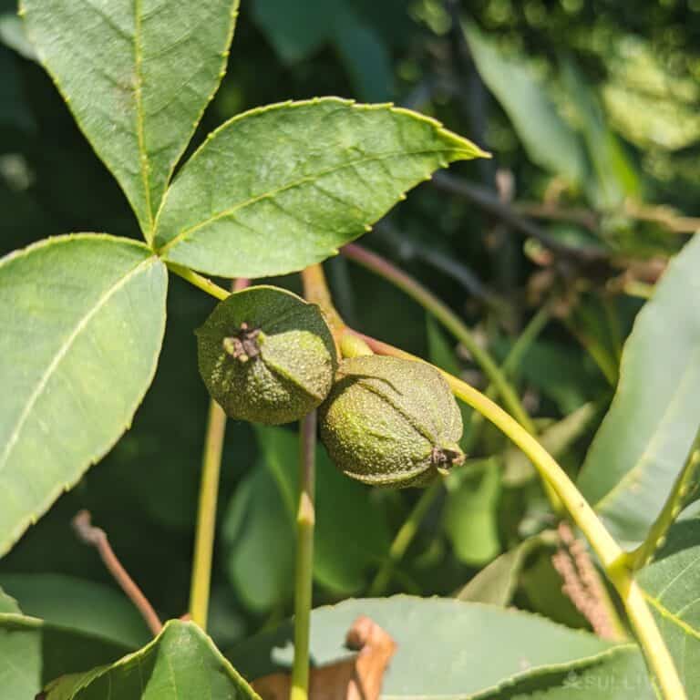 shagbark hickory tree with new growth green unripened nuts