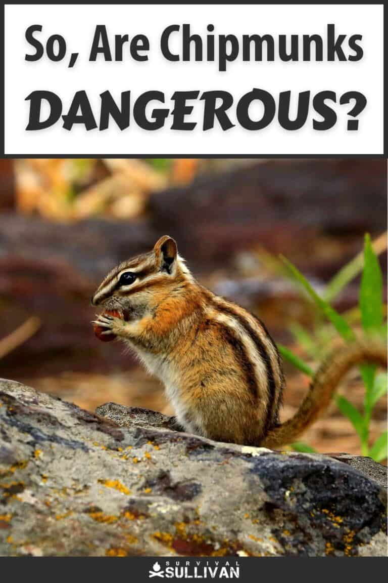 are chipmunks dangerous pinterest