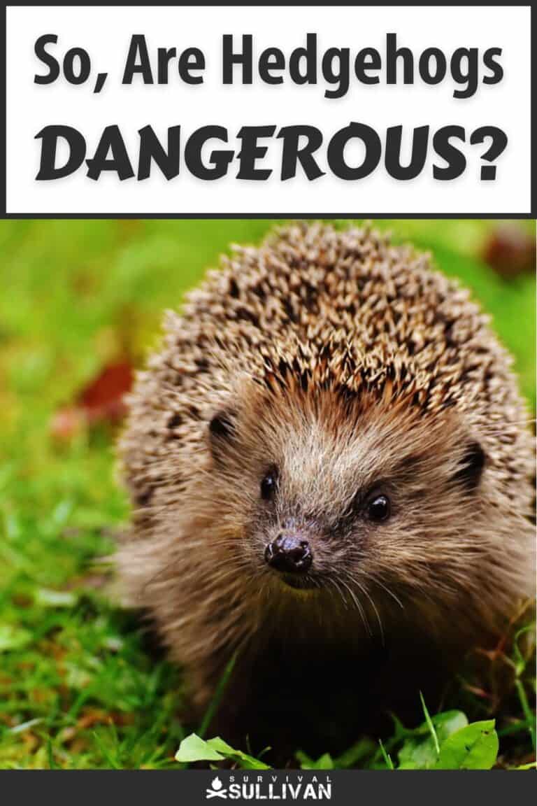are hedgehogs dangerous pinterest