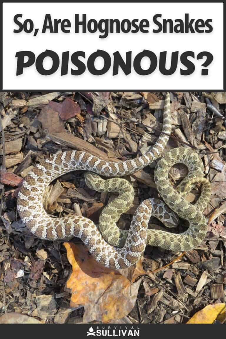 are hognose snakes poisonous pinterest