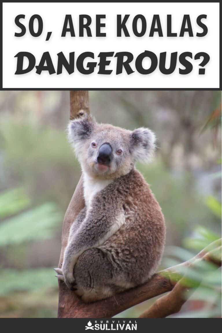 are koalas dangerous pinterest
