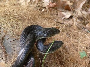 black rat snakes