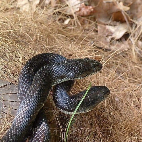 black rat snakes