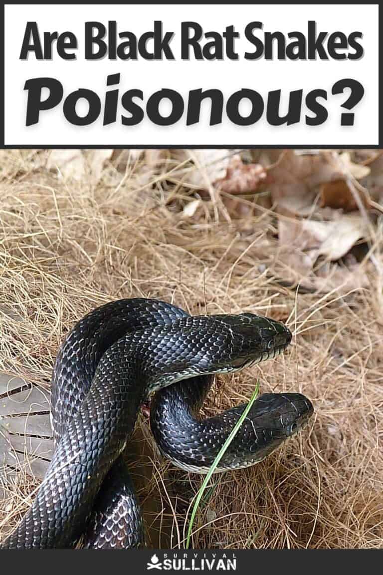 black rat snakes pinterest